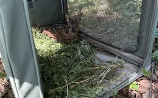 Zachraň mláďátka na Litoměřicku před sečí!