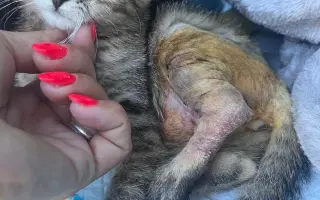 Proměňme společně kočičí svět v lepší místo 🐈