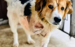 Kuki hledá pomoc pro svoji "paničku" - Bojujeme za každý den navíc