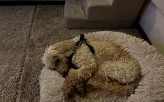 Voříškov přijal 45 nových chlupáčů - pomůžete spolu s námi změnit jejich příběh?