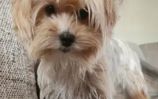 Druhá operace kolene pro Miu