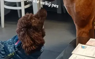 Elektrický pohon k vozíku pro Evu s DMO