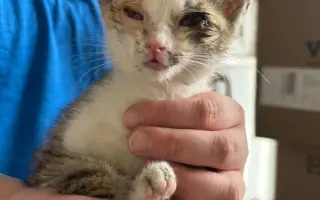 Dej šanci bezbranným psům a kočkám ve spolku Pet Heroes z.s.