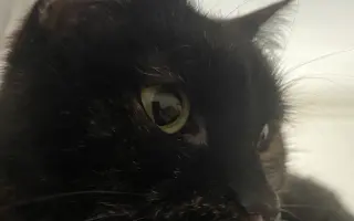 Pomoc pro kočičku Ayu: bez operace trpí, s ní má šanci