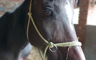 Kyslík pro koně v útulku