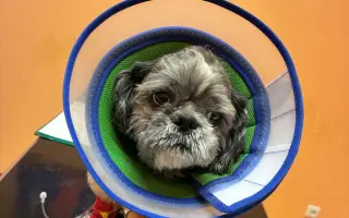 Badyho v dočasné péči čeká operace: Pomozme mu ji zvládnout 🐕