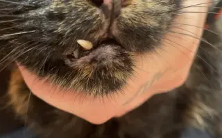 Pomoc pro kočičku Ayu: bez operace trpí, s ní má šanci