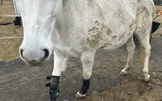Když se štěstí obrátí zády: Pomoc pro Chérie a Areska