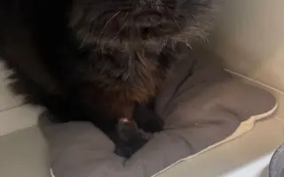 Za zdravé oči a tlapky Midnighta