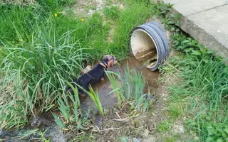 Pomozme Maxíkovi – věrnému parťákovi, který bojuje s rakovinou