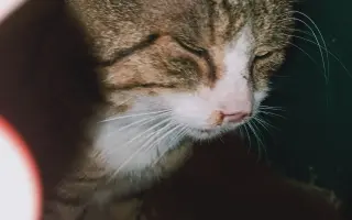 Pomoc pro nemocného kocoura z ulice – na léčbu a bezpečný domov