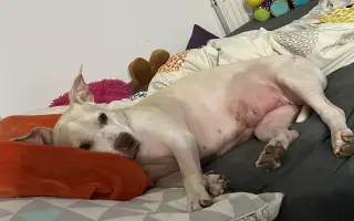 Pomoc pro Emilku – péče a vyšetření u veterináře