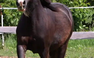 HAŠLERKA BOJUJE O ZRAK: Urgentní zákrok k záchraně jejího oka.