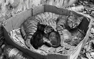 Kastrační program - STOP MNOŽENÍ A KOTĚCÍMU UTRPENÍ