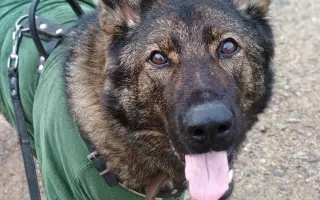 Léčba, která nekončí - Fůrie