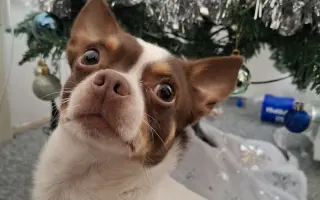 Bezbolestný pohyb pro Bobbyho