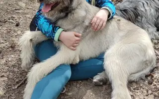 Pomozme uzdravit vlkodávka Hamishka