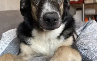 Sirius a jeho léčba rakoviny