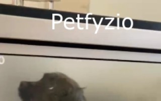 Podpořte rozjezd fyzioterapie pro pejsky