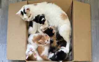 Veterinární péče pro zachráněné maminky s koťátky