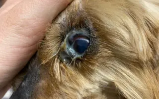 Voříškov prosí o pomoc pro psí útulkáče, poničku Babuňu, kočky a další zvířátka