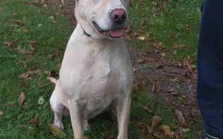 Veterinární pomoc naším svěřencům