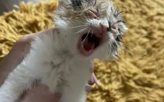 Šance na život pro Ouška a další kočičky z našeho depozita