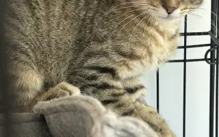 Pomohli jste dát druhou šanci kočkám z lázní