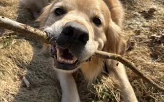 Zlatý Artur a jeho boj s mastocytomy