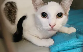 Pomoc s úhradou veterinárních nákladů 🙏