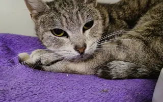 Pomoc s úhradou veterinárních nákladů 🙏