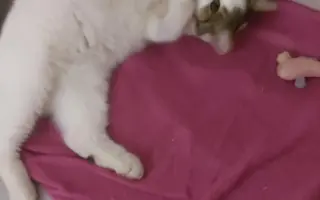 Zvířata na šumpersku potřebují Vaši pomoc