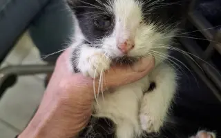 Pomohli jste dát šanci na život opuštěným kočičkám