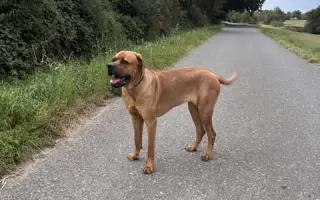 Operaci kyčlí pro Shiru