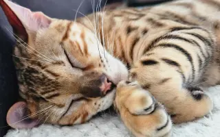 Boj o život rodinného kocourka