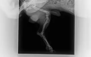 Pomoc s úhradou operace pro Danteho🐕​🙏