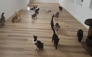 Druhá šance na život – veterinární péče pro zraněné, opuštěné a týrané kočky