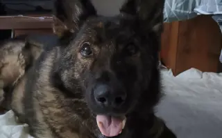 Pomoc Furině v boji s lupusem (SLE)