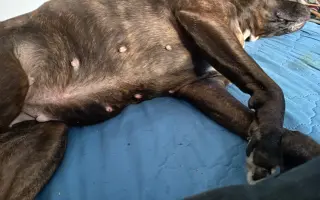 Shellbynka potřebuje operaci