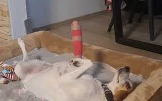 Pomozte Loppince znovu běhat bez bolesti