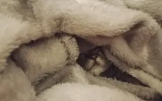 Pomoc pro 8 statečných 😺