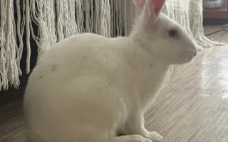 Minora a Destiny už jednou dostaly šanci na život. Teď o něj bojují podruhé.