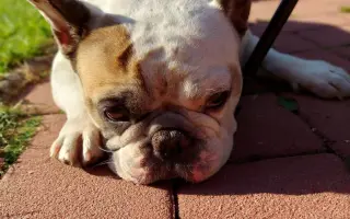 Operace pro buldočku Betty, která jí může zachránit život