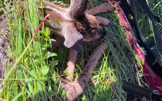 Pořízení dronu s termokamerou na záchranu srnčat