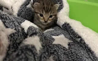 Pomoc kočkám dochází nám zásoby krmení