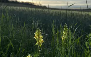 STOP sečení srnčat Olomoucko-Hranicko