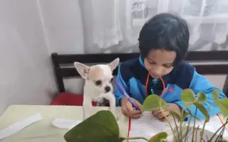 Pomoc na veterinární péči a léčbu po úrazu