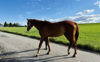 Zachraňme čelist Sithonii