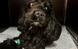 Operace očí  a veterina pro Medvídka Pú 🩷