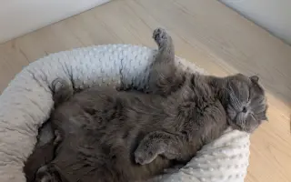 Pomozte Mapleovi bojovat nejen s FIP